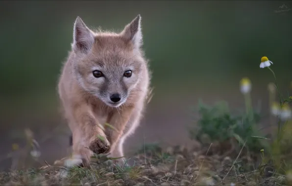 Картинка боке, Влад Соколовский, Шаг в неизведанное, корсачек, молодой корсак