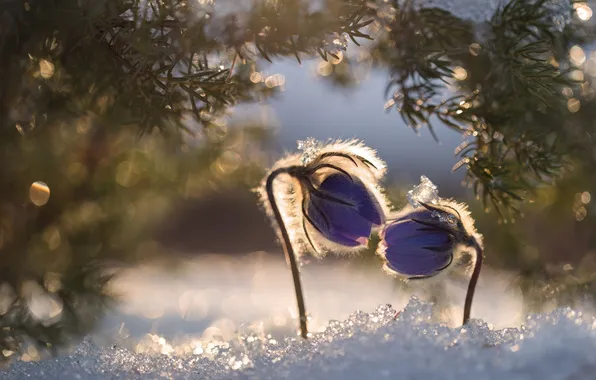Картинка snow, macro, sun, snowflakes, прострел, frost, needles