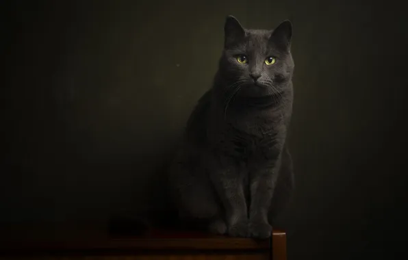 Кошка, глаза, кот, мордочка