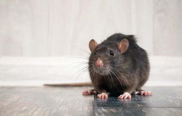 Картинка problem, pet, rat, portrait, mammal, on the floor, pests, phobia