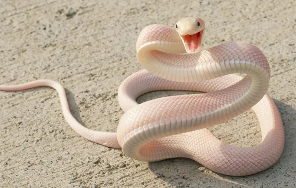 Snake, eyes, asphalt, attack, animal themes, one animal, Pink Snake