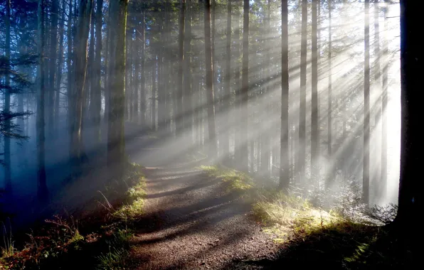 Лес, лучи, деревья, тропа, forest, trees, rays, trail
