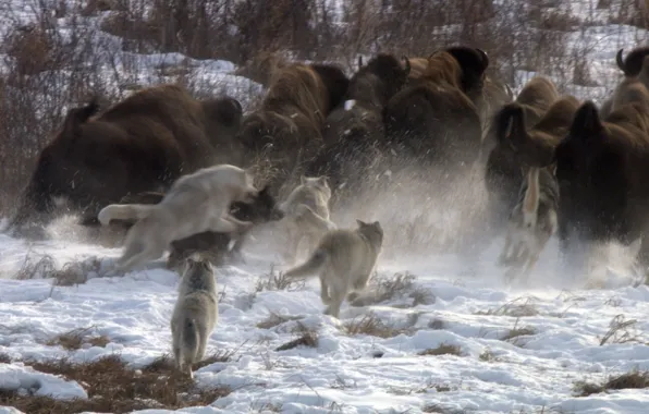 Картинка nature, predator, animal, wolf, wildlife, buffalo, Canis lupus, portrait.