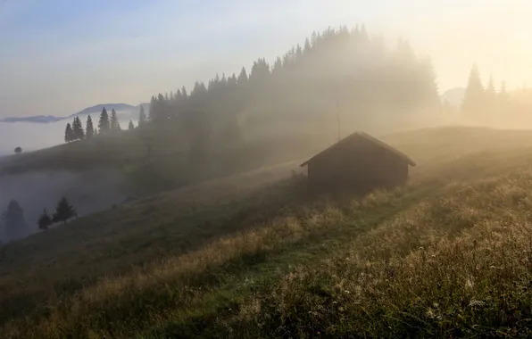 Лес, солнце, лучи, туман, рассвет, утро, склон, холм