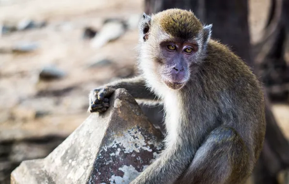 Картинка monkey, animal, mammal, malaysia, kuantan