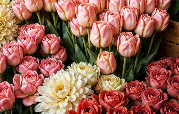 Картинка цветы, colorful, pink, flowers, tulips, spring, roses