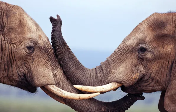 Animals, nature, elephant, wildlife, animal themes, mamma