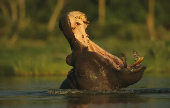 Картинка животные, река, зубы, пасть, animals, гипопотам, hippo