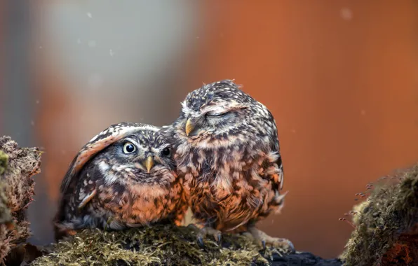 Картинка photography, animals, eyes, wings, feathers, birds, hug, situation