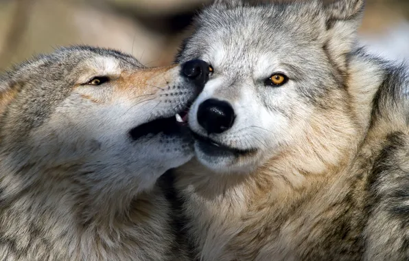 Картинка nature, face, animal, wolf, wildlife, head, fur, mammal