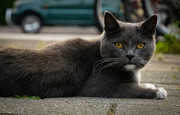Машина, кошка, кот, взгляд, поза, серый, лежит, мордашка