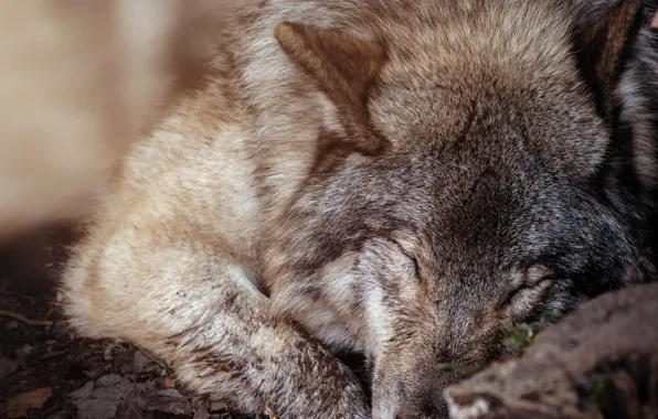 Animals, mammal, relaxation, animal themes, one animal, ..wolf