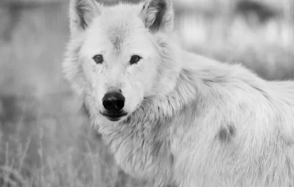 Картинка nature, snow, predator, face, animal, wolf, wolves, wildlife