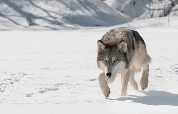 Картинка nature, face, animal, wolf, wildlife, head, fur, mammal