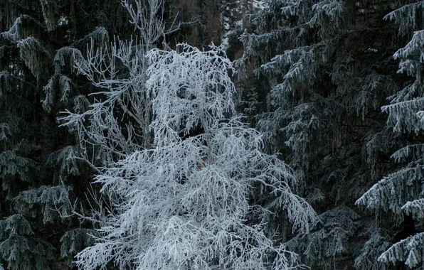 Зима, иней, снег, деревья, природа