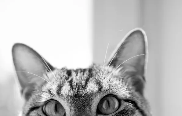Глаза, кот, морда, cat
